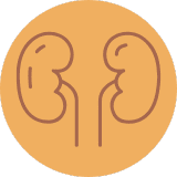 Kidney for Ear Seeds