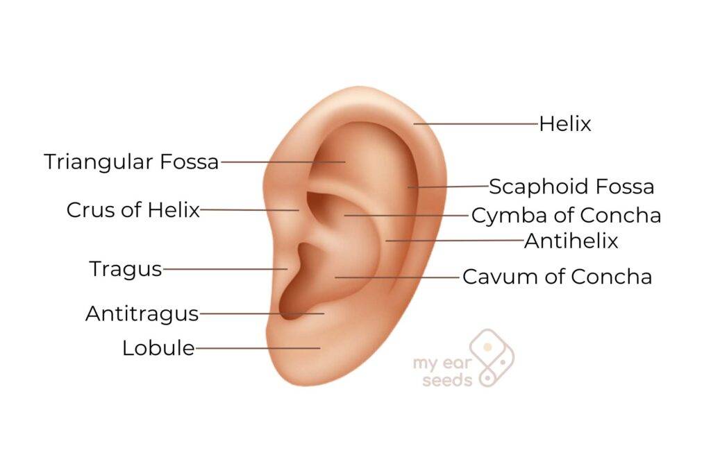 outer ear anatomy 101