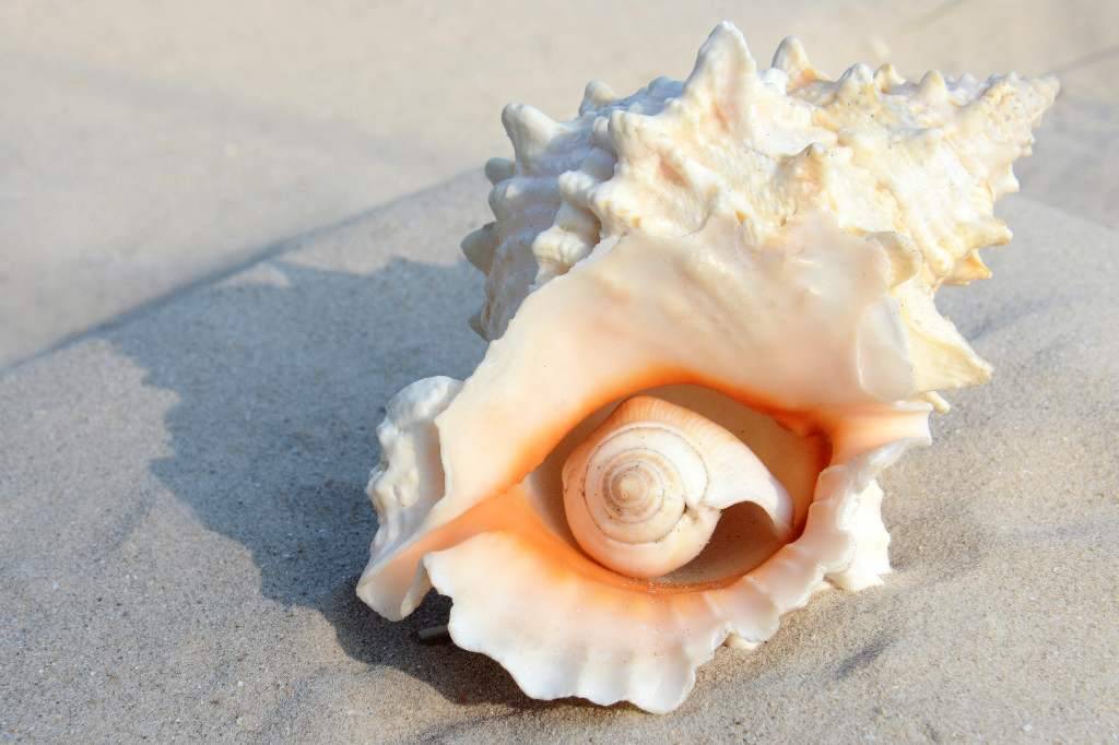 conch shell - ear massage techniques
