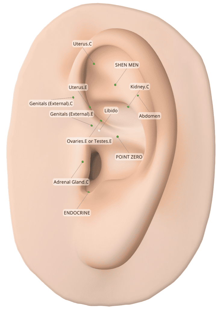 Ear Seeds for Fertility - Where to Place Ear Seeds
