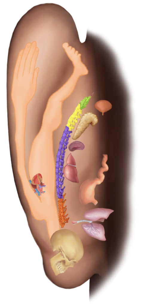 acupressure point behind ear