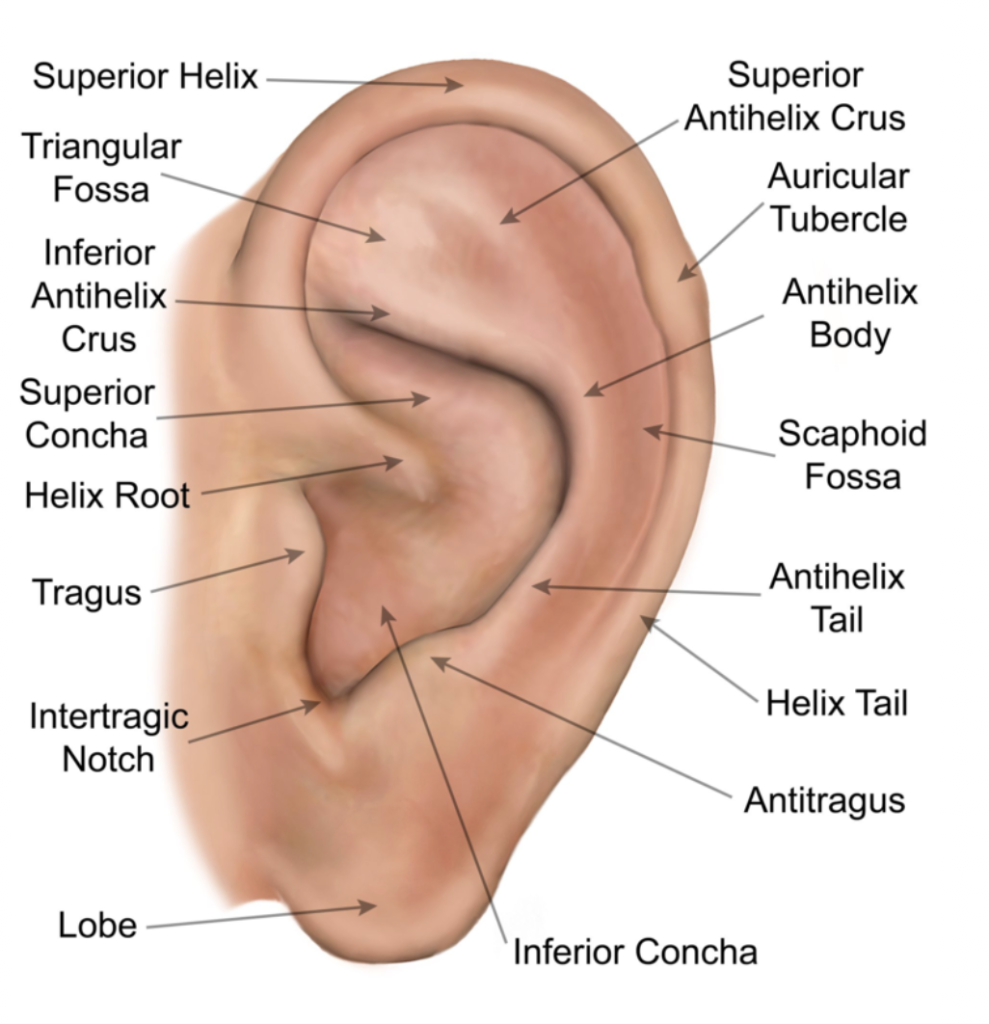 ear anatomy - ear lobe