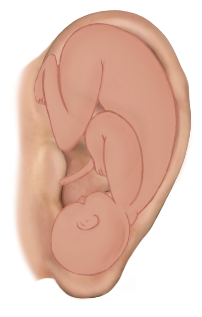 earlobe pressure points - brain points